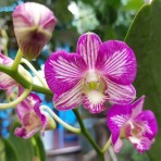 Dendrobium Aridang Green X Burana Stripe